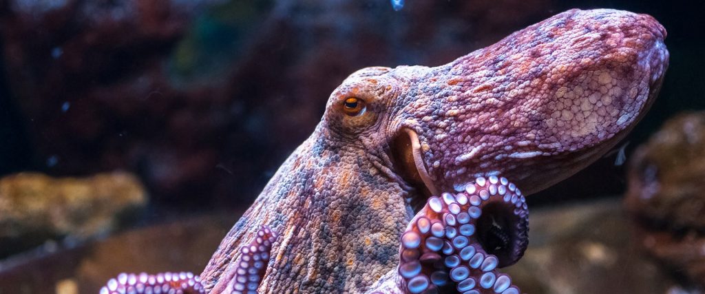 how much is a mood octopus